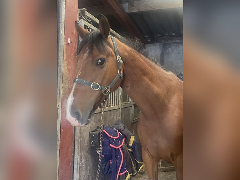 Irish Sport Horse Wallach 6 Jahre 165 cm Brauner in Weigelsdorf