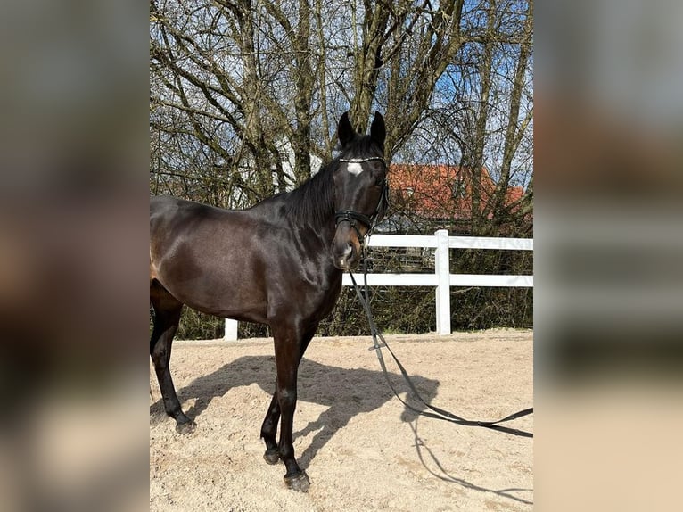 Irish Sport Horse Wallach 6 Jahre 165 cm Dunkelbrauner in Loiching