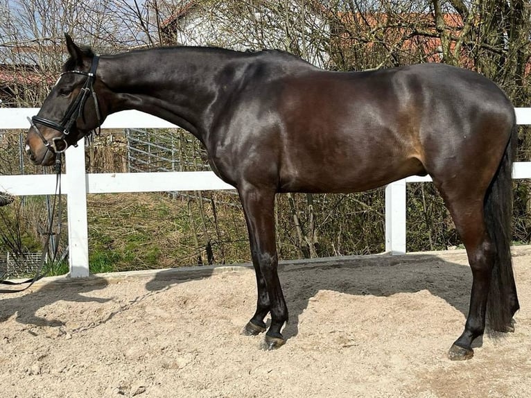 Irish Sport Horse Wallach 6 Jahre 165 cm Dunkelbrauner in Loiching