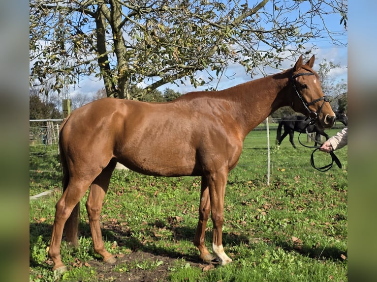 Irish Sport Horse Mix Wallach 6 Jahre 165 cm Fuchs in Wachtendonk