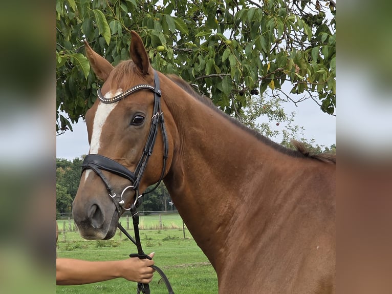 Irish Sport Horse Mix Wallach 6 Jahre 165 cm Fuchs in Wachtendonk
