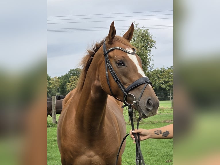 Irish Sport Horse Mix Wallach 6 Jahre 165 cm Fuchs in Wachtendonk