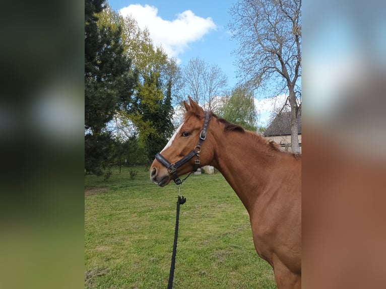 Irish Sport Horse Wallach 6 Jahre 165 cm Fuchs in Stöffin