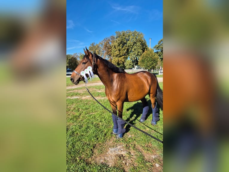 Irish Sport Horse Wallach 6 Jahre 165 cm Rotbrauner in Ljuubljana