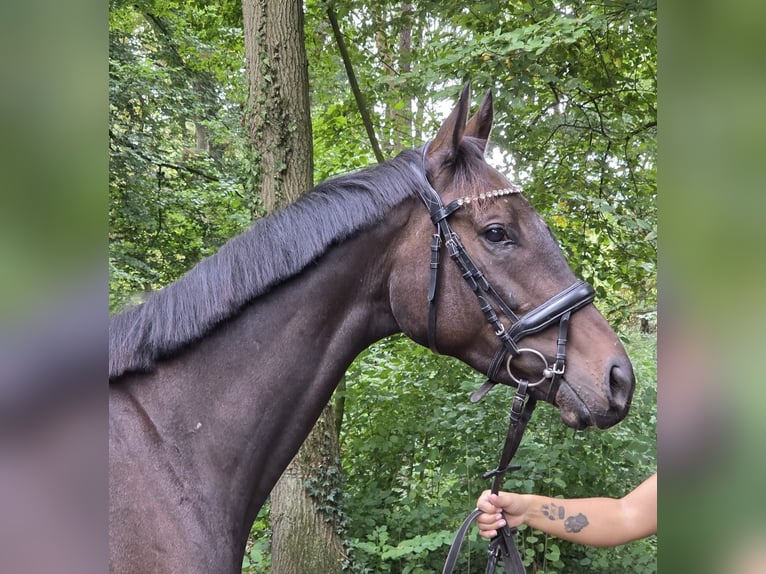 Irish Sport Horse Wallach 6 Jahre 165 cm Schwarzbrauner in Wachtendonk