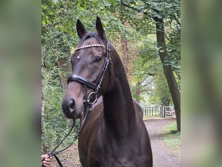 Irish Sport Horse Wallach 6 Jahre 165 cm Schwarzbrauner in Wachtendonk