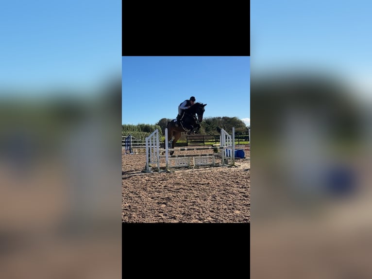 Irish Sport Horse Wallach 6 Jahre 166 cm Rotbrauner in Co.Sligo