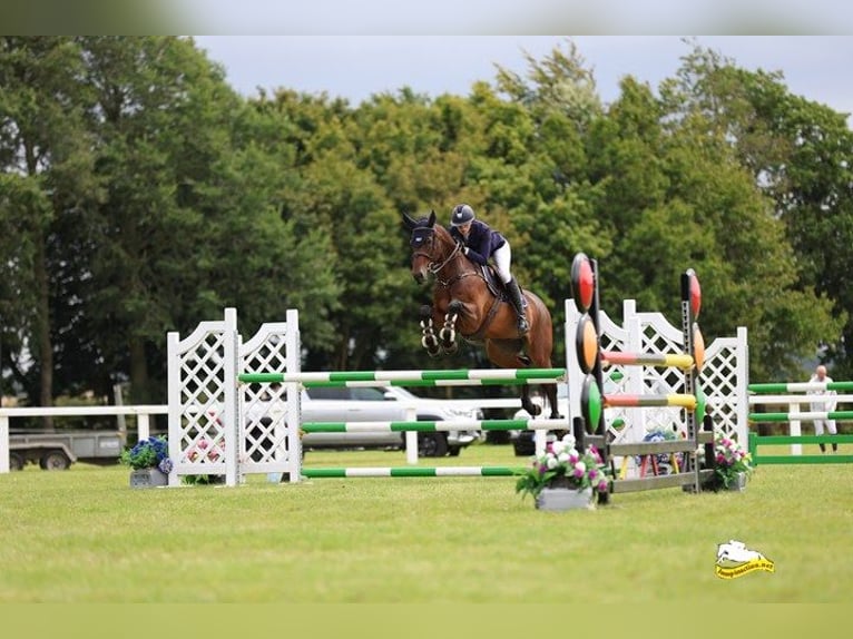 Irish Sport Horse Wallach 6 Jahre 166 cm Rotbrauner in Wexford