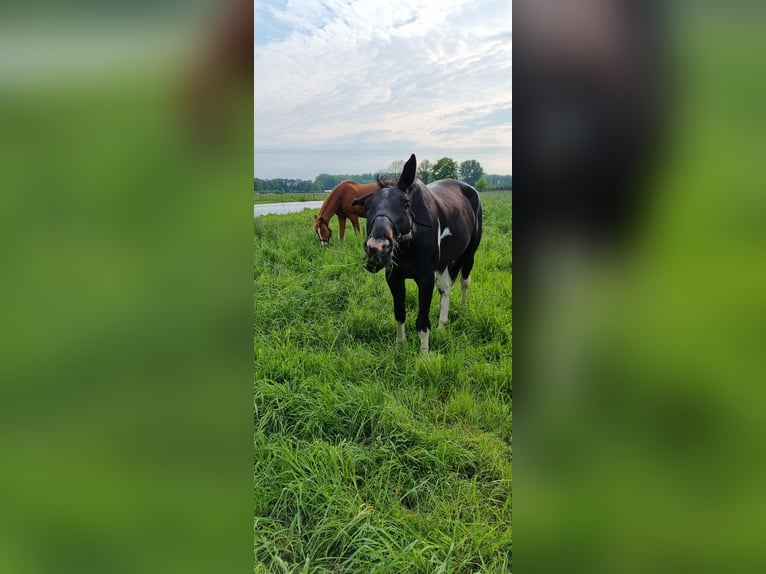 Irish Sport Horse Mix Wallach 6 Jahre 166 cm Schecke in Greven