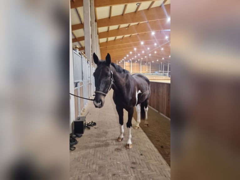Irish Sport Horse Mix Wallach 6 Jahre 166 cm Schecke in Greven