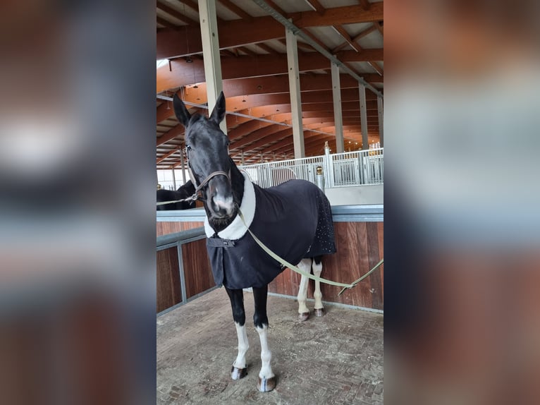 Irish Sport Horse Mix Wallach 6 Jahre 166 cm Schecke in Greven