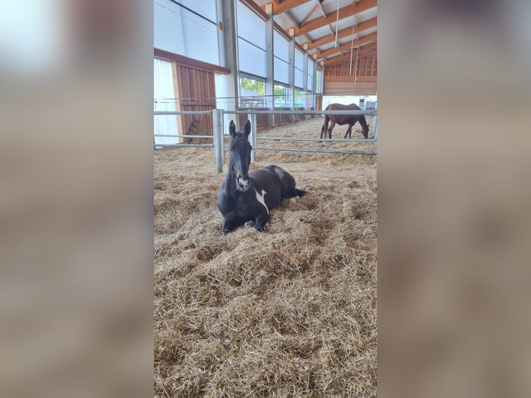 Irish Sport Horse Mix Wallach 6 Jahre 166 cm Schecke in Greven