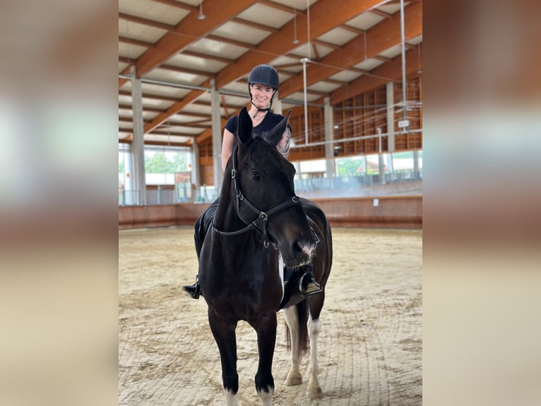 Irish Sport Horse Mix Wallach 6 Jahre 166 cm Schecke in Greven