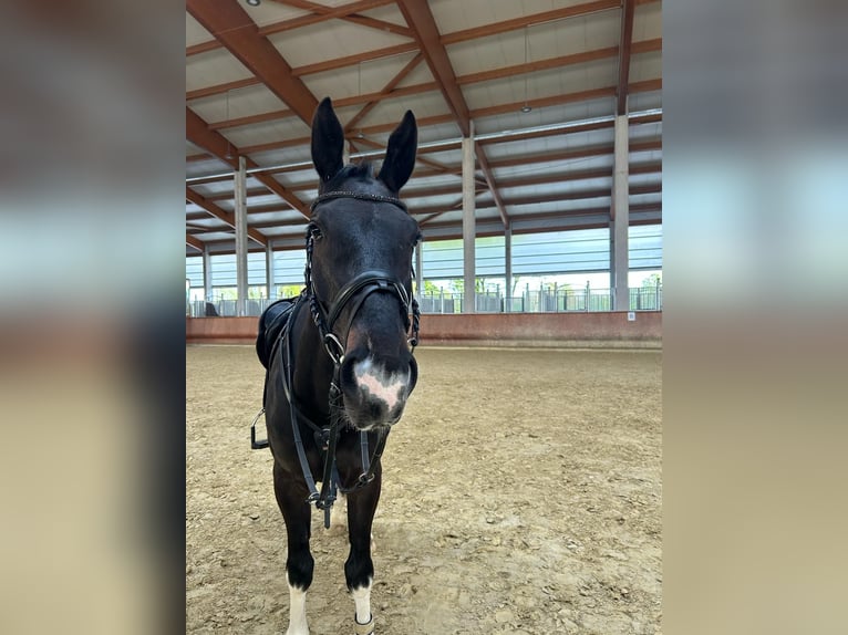 Irish Sport Horse Mix Wallach 6 Jahre 166 cm Schecke in Greven