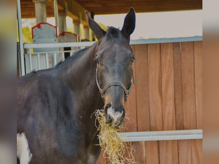 Irish Sport Horse Mix Wallach 6 Jahre 166 cm Schecke in Greven