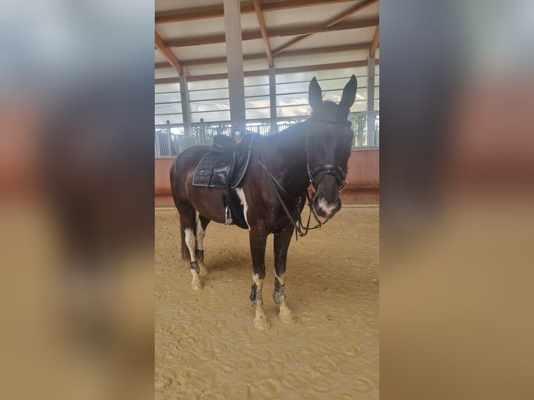 Irish Sport Horse Mix Wallach 6 Jahre 166 cm Schecke in Greven