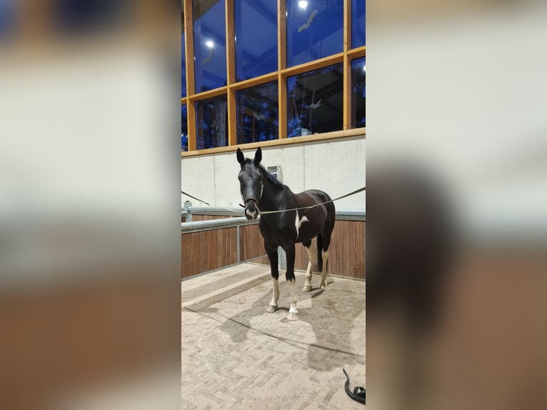 Irish Sport Horse Mix Wallach 6 Jahre 166 cm Schecke in Greven