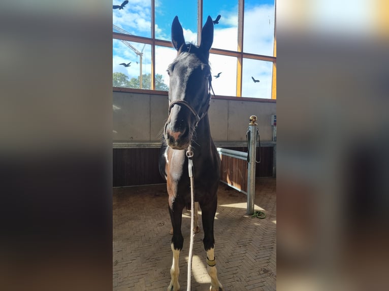 Irish Sport Horse Mix Wallach 6 Jahre 166 cm Schecke in Greven