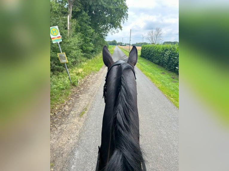 Irish Sport Horse Mix Wallach 6 Jahre 166 cm Schecke in Greven