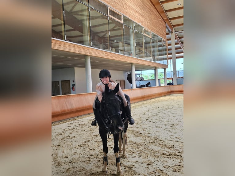 Irish Sport Horse Mix Wallach 6 Jahre 166 cm Schecke in Greven