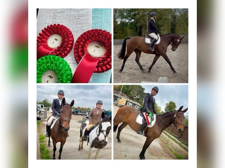 Irish Sport Horse Wallach 6 Jahre 167 cm Brauner in Wächtersbach