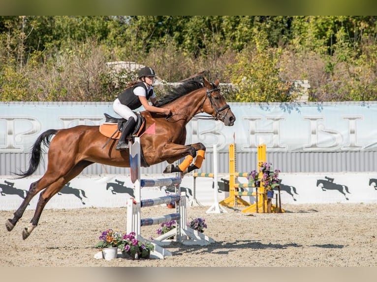 Irish Sport Horse Wallach 6 Jahre 167 cm Brauner in Wangen im Allgäu Irish Sport Horse Wallach 6 Jahre 167 cm Brauner in Wangen im Allgäu