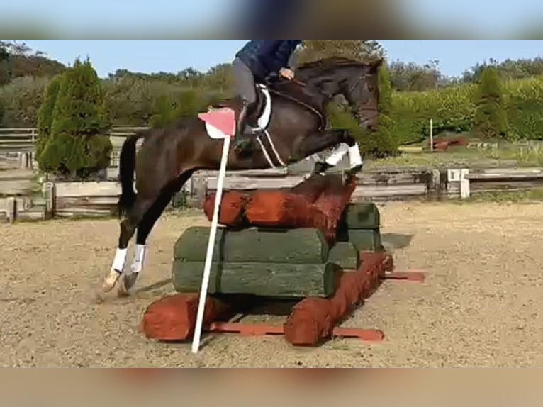 Irish Sport Horse Wallach 6 Jahre 167 cm Dunkelbrauner in Hof