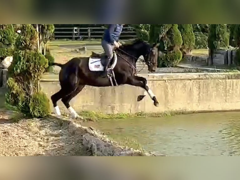Irish Sport Horse Wallach 6 Jahre 167 cm Dunkelbrauner in Hof