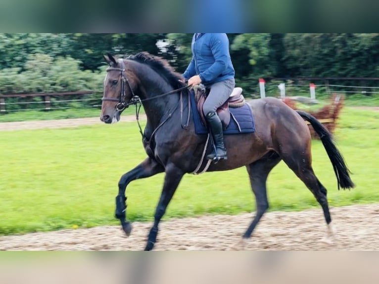 Irish Sport Horse Wallach 6 Jahre 167 cm Dunkelbrauner in Hof