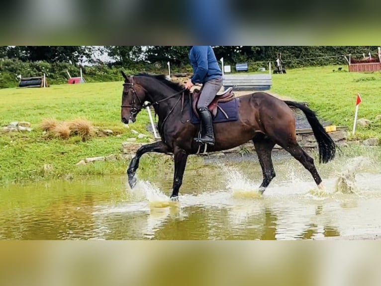 Irish Sport Horse Wallach 6 Jahre 167 cm Dunkelbrauner in Hof