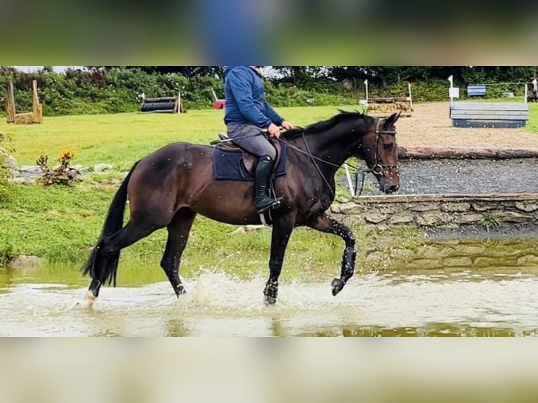 Irish Sport Horse Wallach 6 Jahre 167 cm Dunkelbrauner in Hof