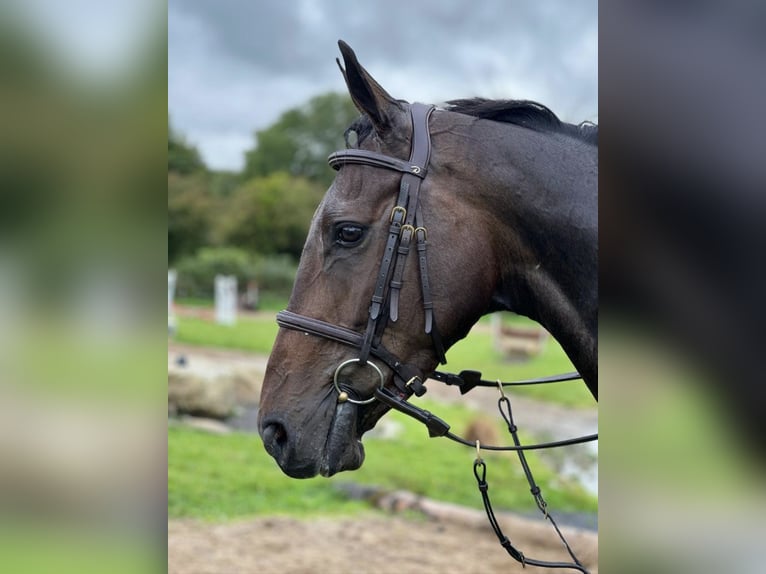 Irish Sport Horse Wallach 6 Jahre 167 cm Dunkelbrauner in Hof