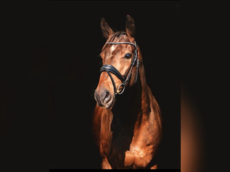 Irish Sport Horse Wallach 6 Jahre 167 cm Dunkelbrauner in Hof