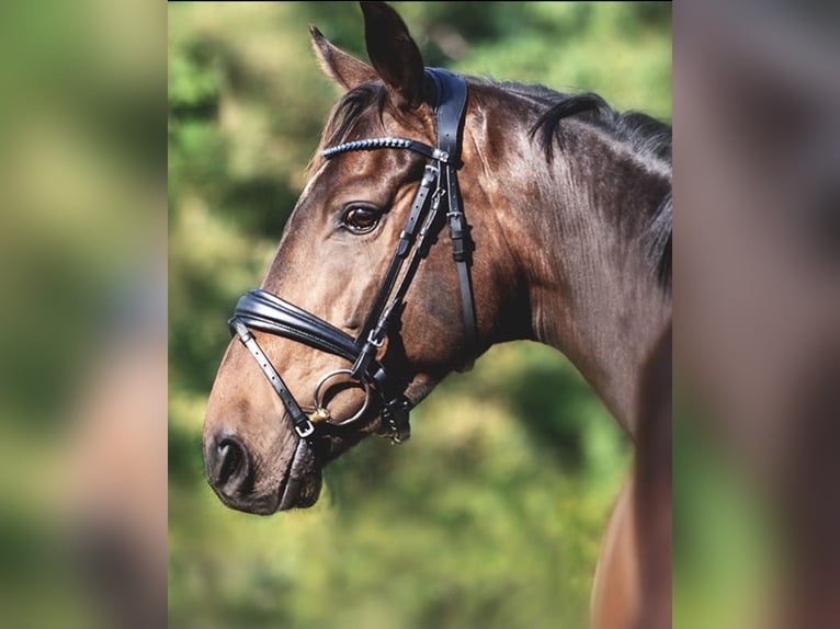 Irish Sport Horse Wallach 6 Jahre 167 cm Dunkelbrauner in Hof