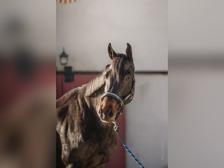 Irish Sport Horse Wallach 6 Jahre 167 cm Schwarzbrauner in Poncins