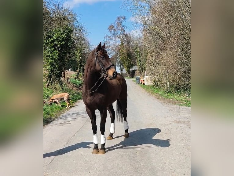 Irish Sport Horse Wallach 6 Jahre 168 cm Brauner in Lage