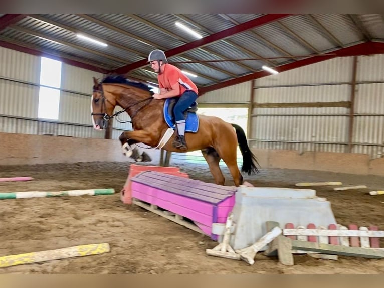Irish Sport Horse Wallach 6 Jahre 168 cm Brauner in Sligo