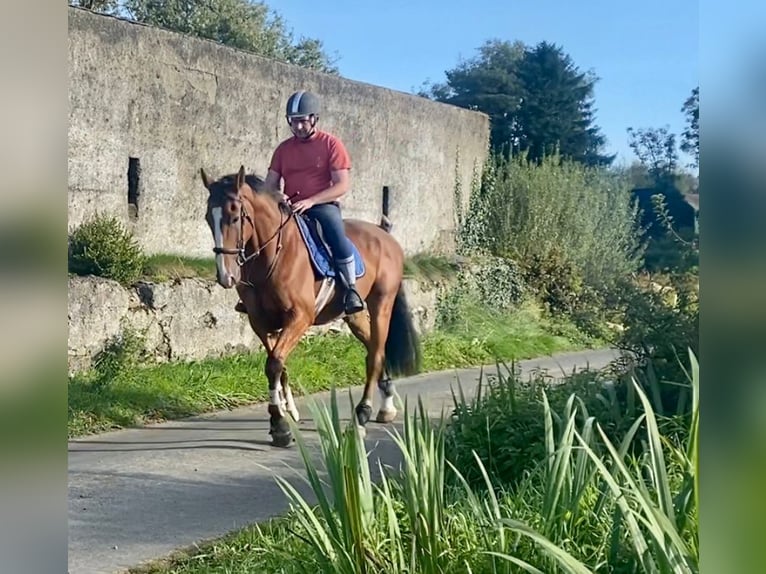 Irish Sport Horse Wallach 6 Jahre 168 cm Brauner in Sligo