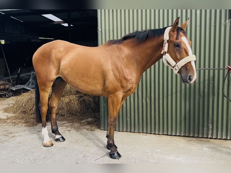Irish Sport Horse Wallach 6 Jahre 168 cm Brauner in Sligo