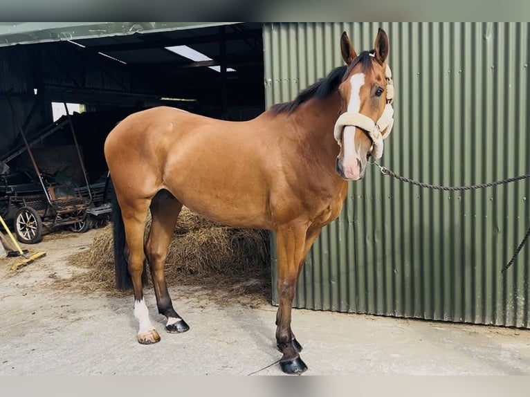 Irish Sport Horse Wallach 6 Jahre 168 cm Brauner in Sligo