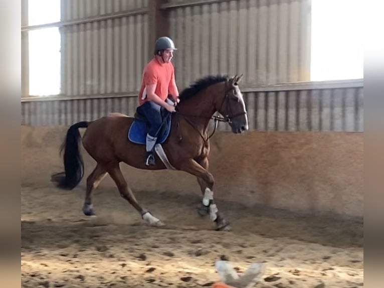 Irish Sport Horse Wallach 6 Jahre 168 cm Brauner in Sligo