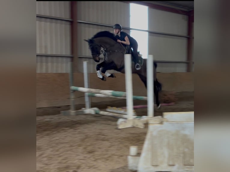 Irish Sport Horse Wallach 6 Jahre 168 cm Dunkelbrauner in Sligo