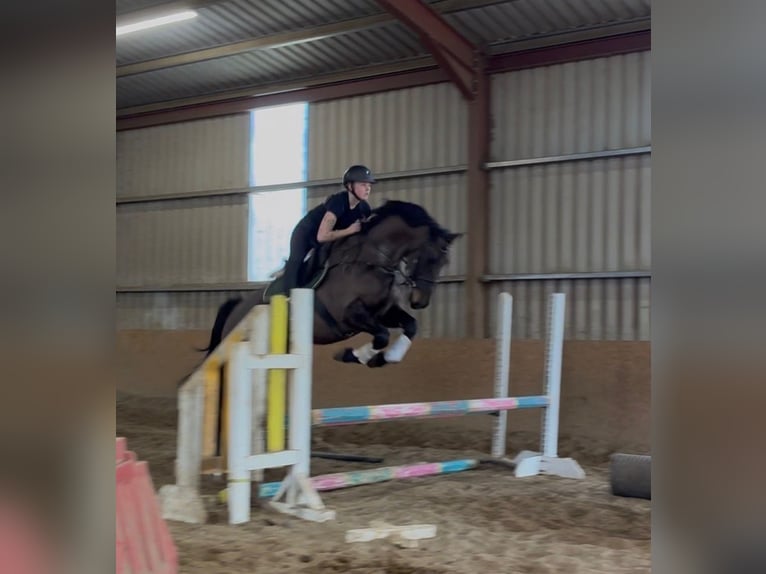 Irish Sport Horse Wallach 6 Jahre 168 cm Dunkelbrauner in Sligo