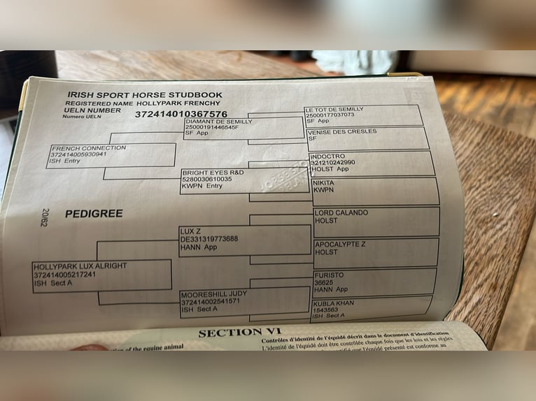 Irish Sport Horse Wallach 6 Jahre 168 cm Dunkelbrauner in Sligo