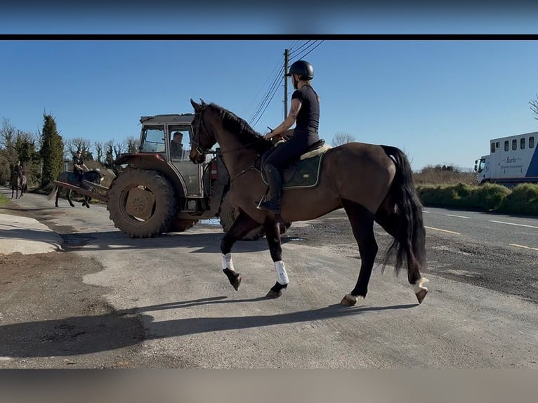 Irish Sport Horse Wallach 6 Jahre 168 cm Dunkelbrauner in Sligo