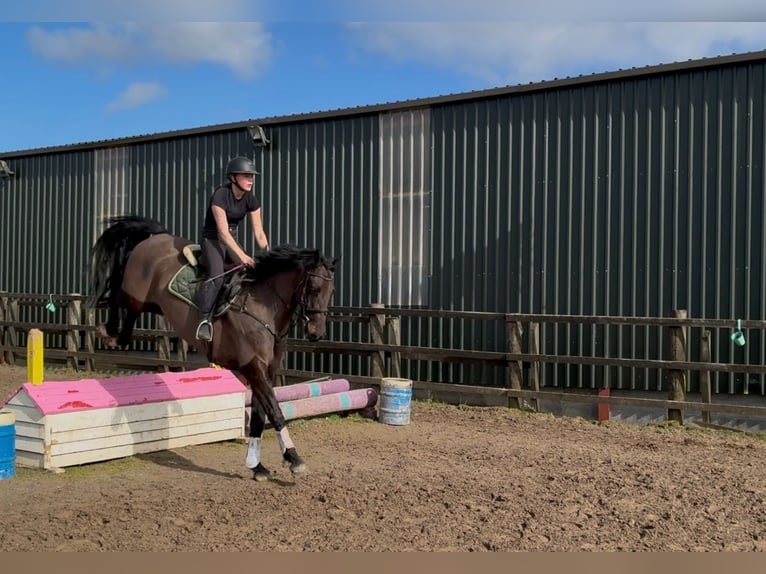 Irish Sport Horse Wallach 6 Jahre 168 cm Dunkelbrauner in Sligo