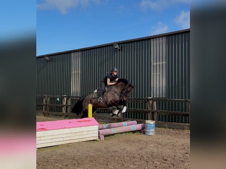 Irish Sport Horse Wallach 6 Jahre 168 cm Dunkelbrauner in Sligo