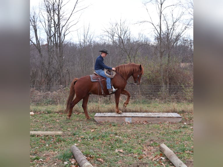 Irish Sport Horse Wallach 6 Jahre 168 cm Dunkelfuchs in Howell