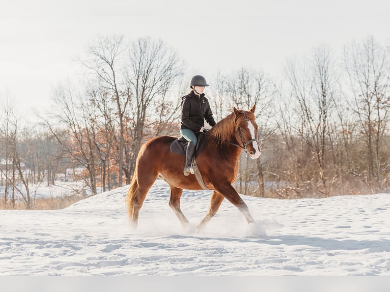 Irish Sport Horse Wallach 6 Jahre 168 cm Dunkelfuchs in Howell