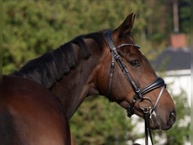 Irish Sport Horse Wallach 6 Jahre 169 cm Dunkelbrauner in Hof